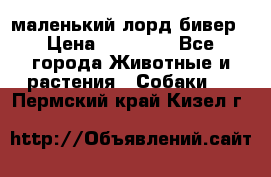 маленький лорд бивер › Цена ­ 10 000 - Все города Животные и растения » Собаки   . Пермский край,Кизел г.
